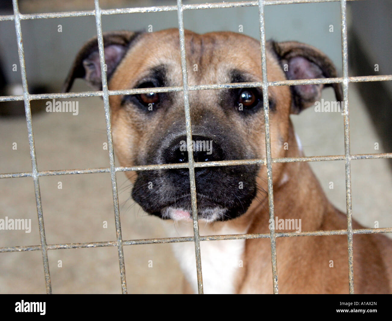 A staffordshire bull terrier wanting a home. Stock Photo