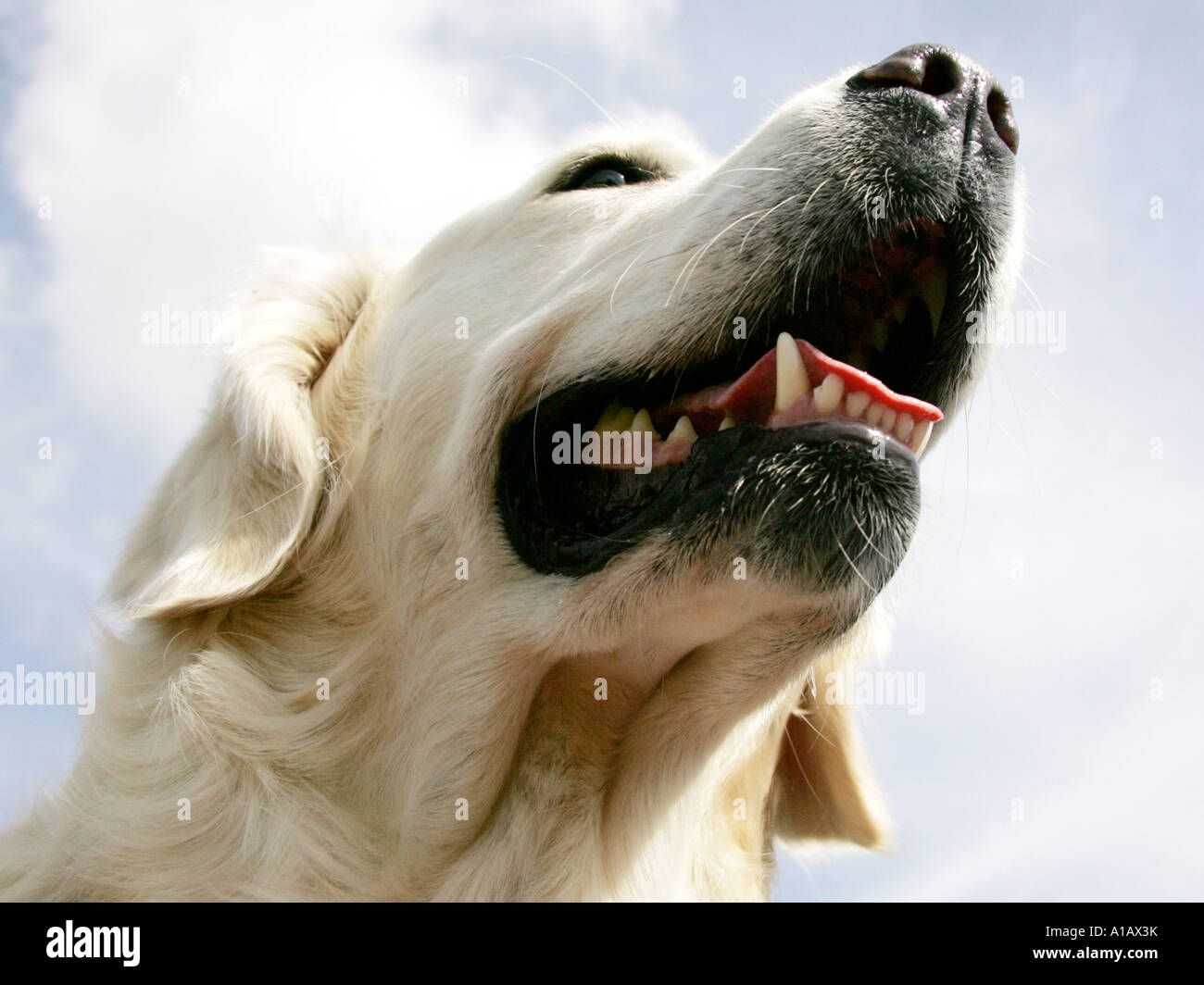 Below shot hi-res stock photography and images - Alamy
