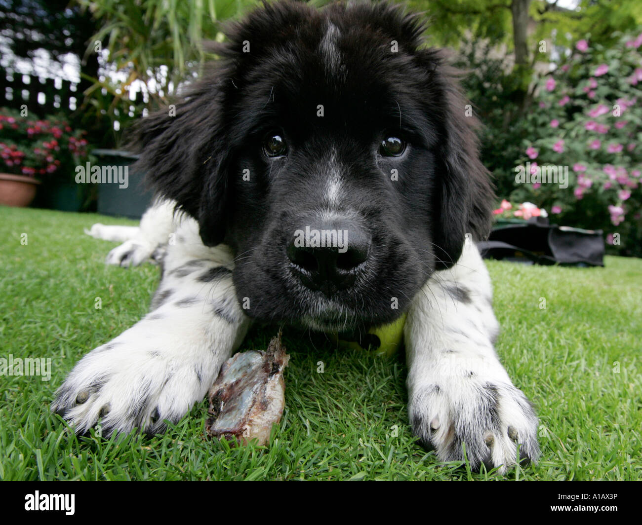 A headshot of a large puppy. Stock Photo