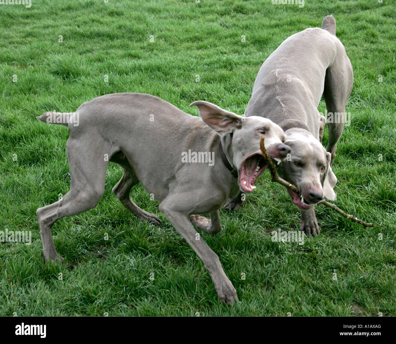 Two weimaraners fighting over a stick. Stock Photo