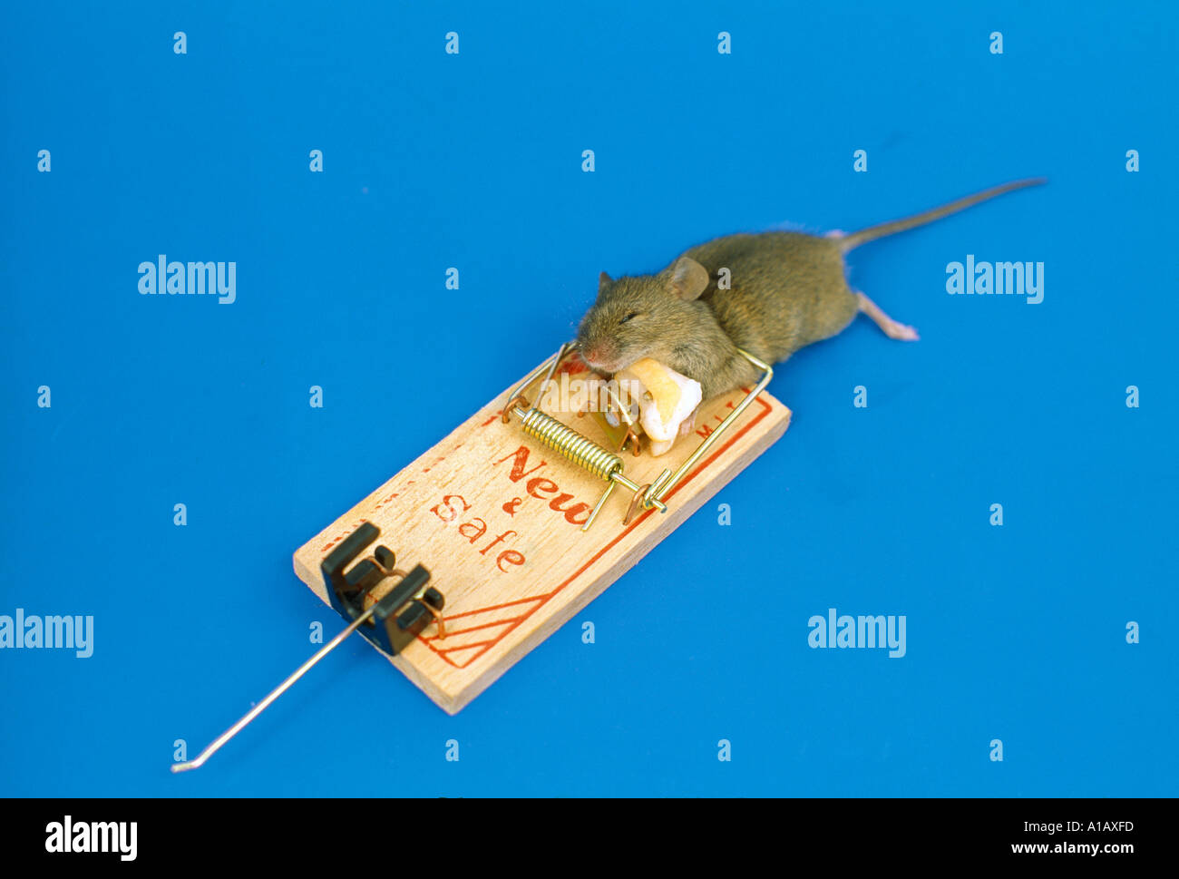 dead mouse caught in a trap with cheese, Stock Photo