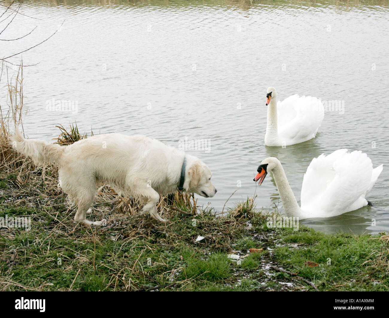 Swan and dog hi-res stock photography and images - Page 2 - Alamy
