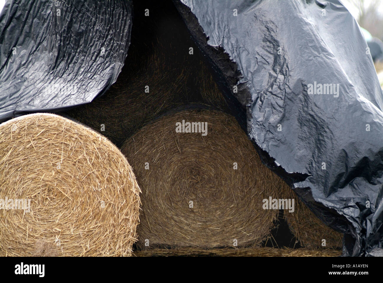 straw bales under plastic cover Stock Photo Alamy