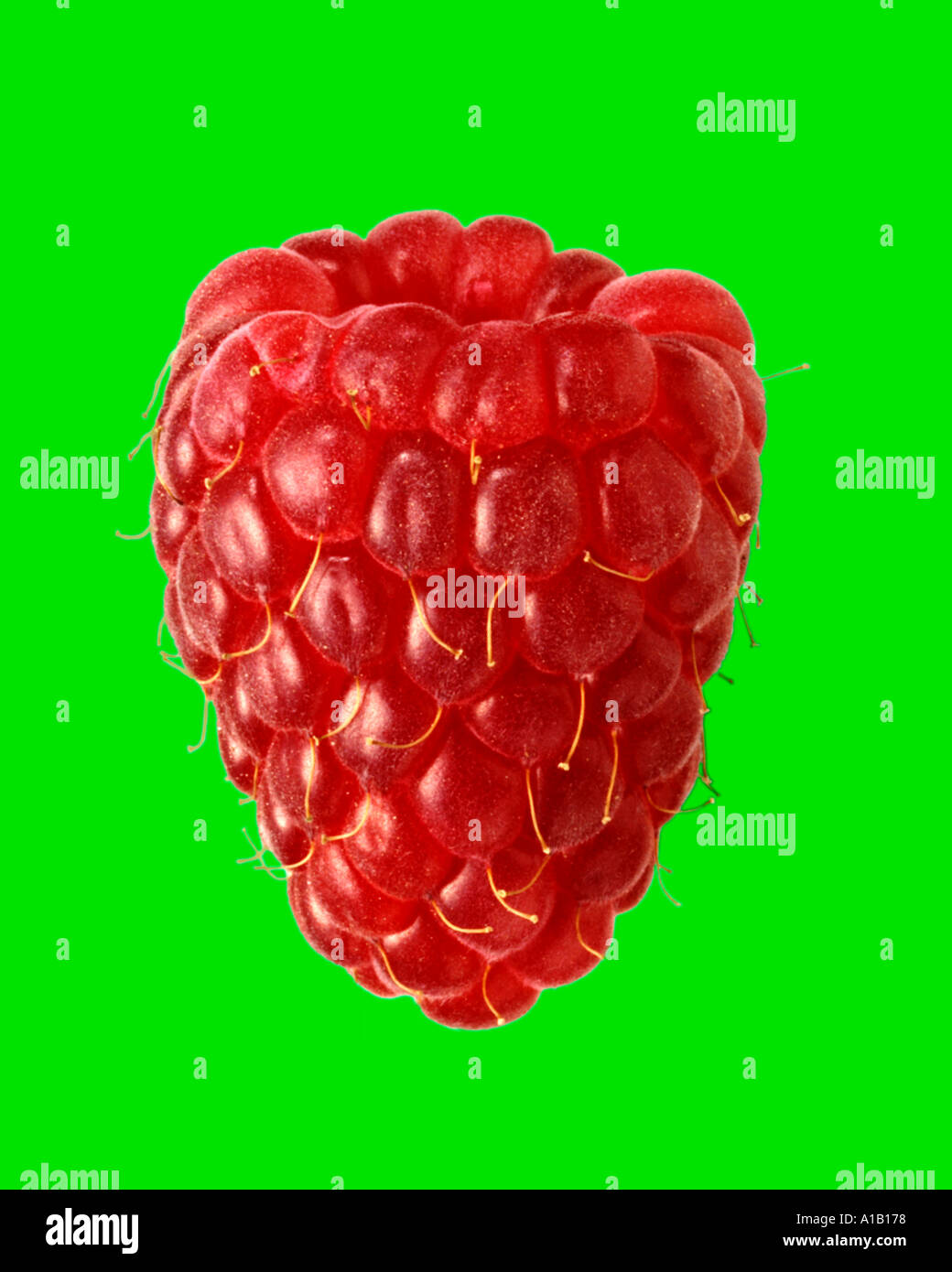 single raspberry on green Stock Photo - Alamy