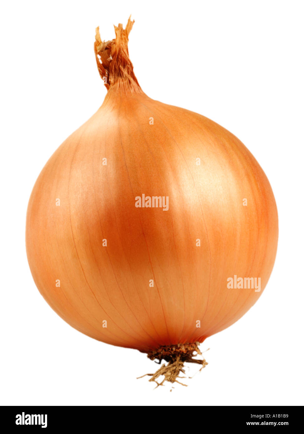 single onion on white Stock Photo