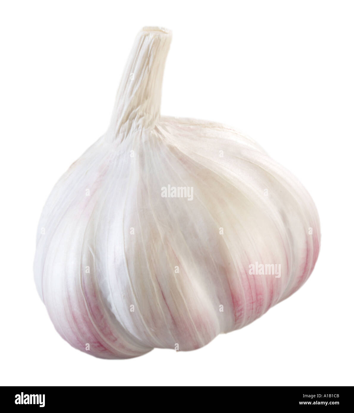 white garlic Stock Photo