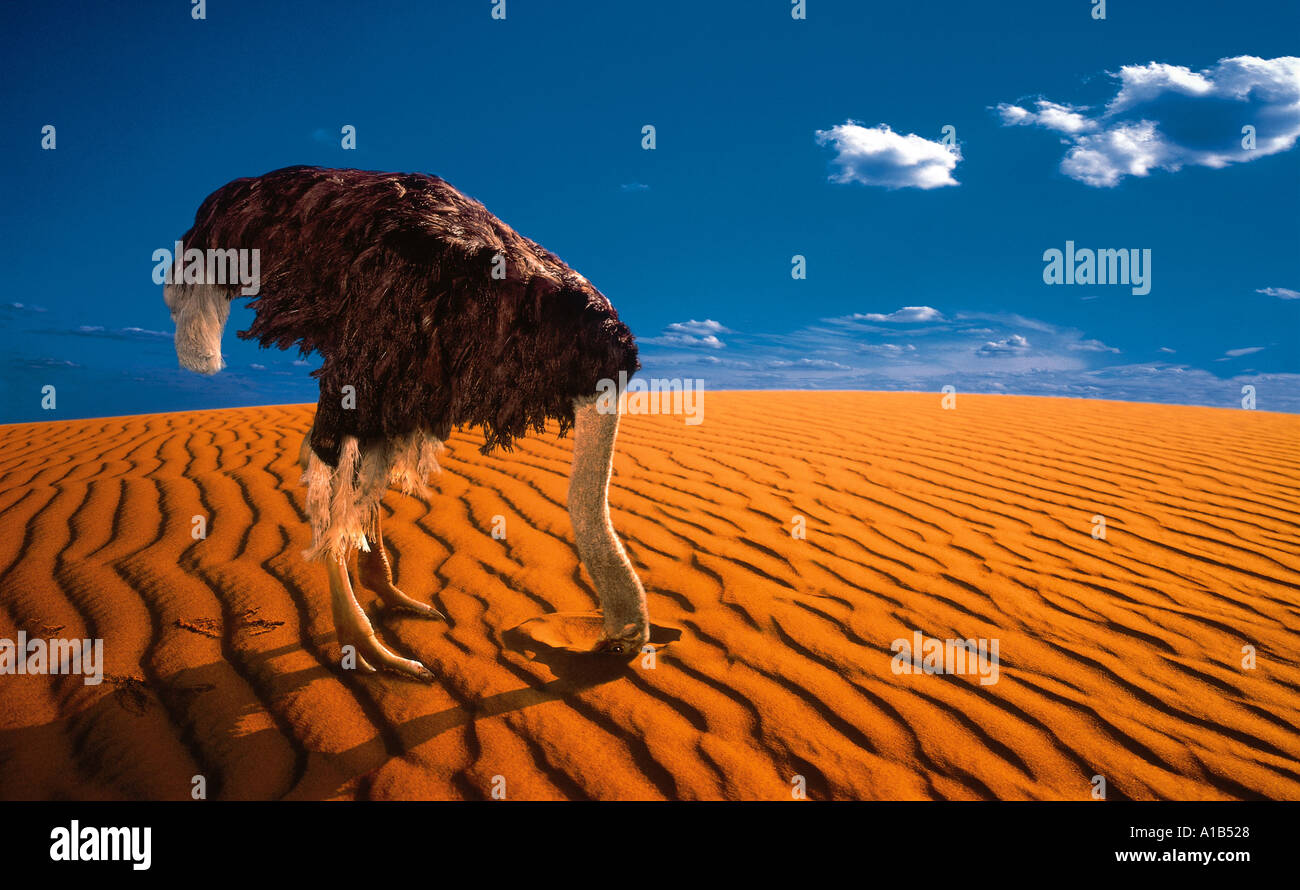 OSTRICH WITH HEAD BURIED IN SAND Stock Photo - Alamy