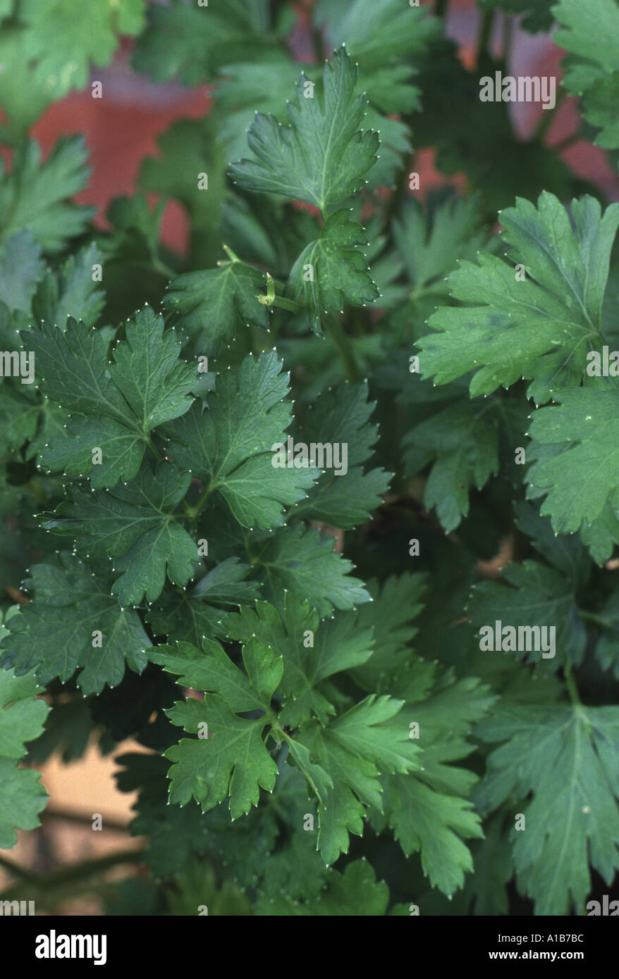 Petroselinum Crispum Giant Italian Parsley Herb Stock Photo Alamy