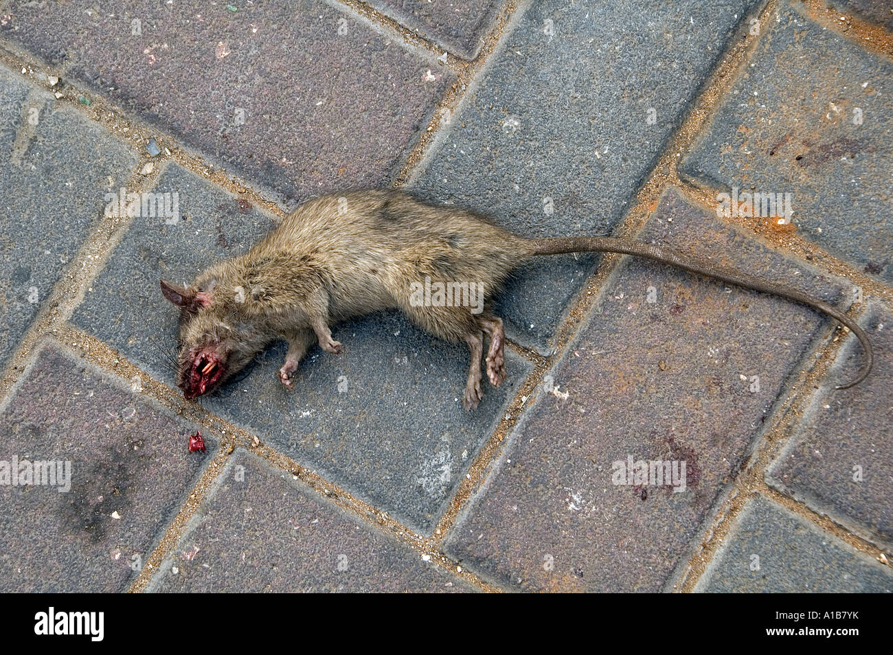 Dead rat on pavement Stock Photo