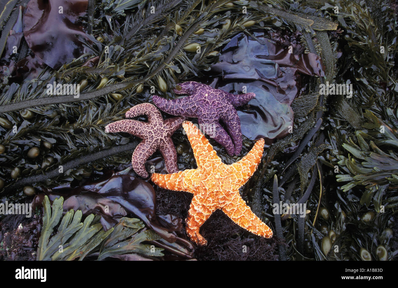 Blue Green Starfish Ocean Beach Sea Animal Star Fish Graphic - Temu Canada