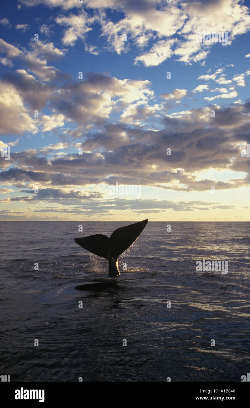Southern right whale tail fluke hi-res stock photography and images - Alamy