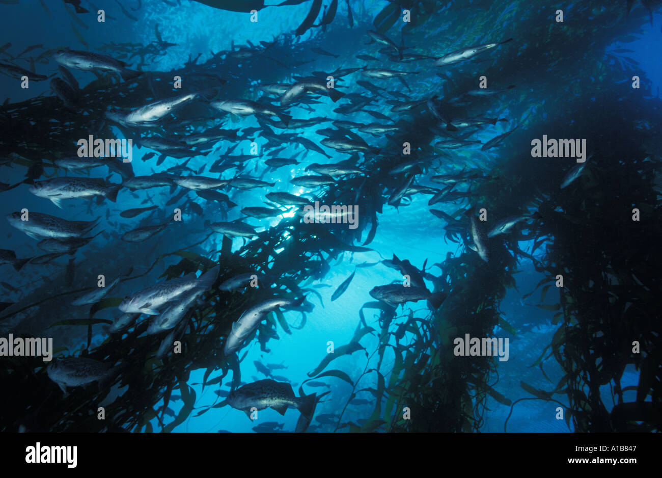 BLUE ROCKFISH IN KELP FOREST Sebastes mystinus CALIFORNIA USA PACIFIC