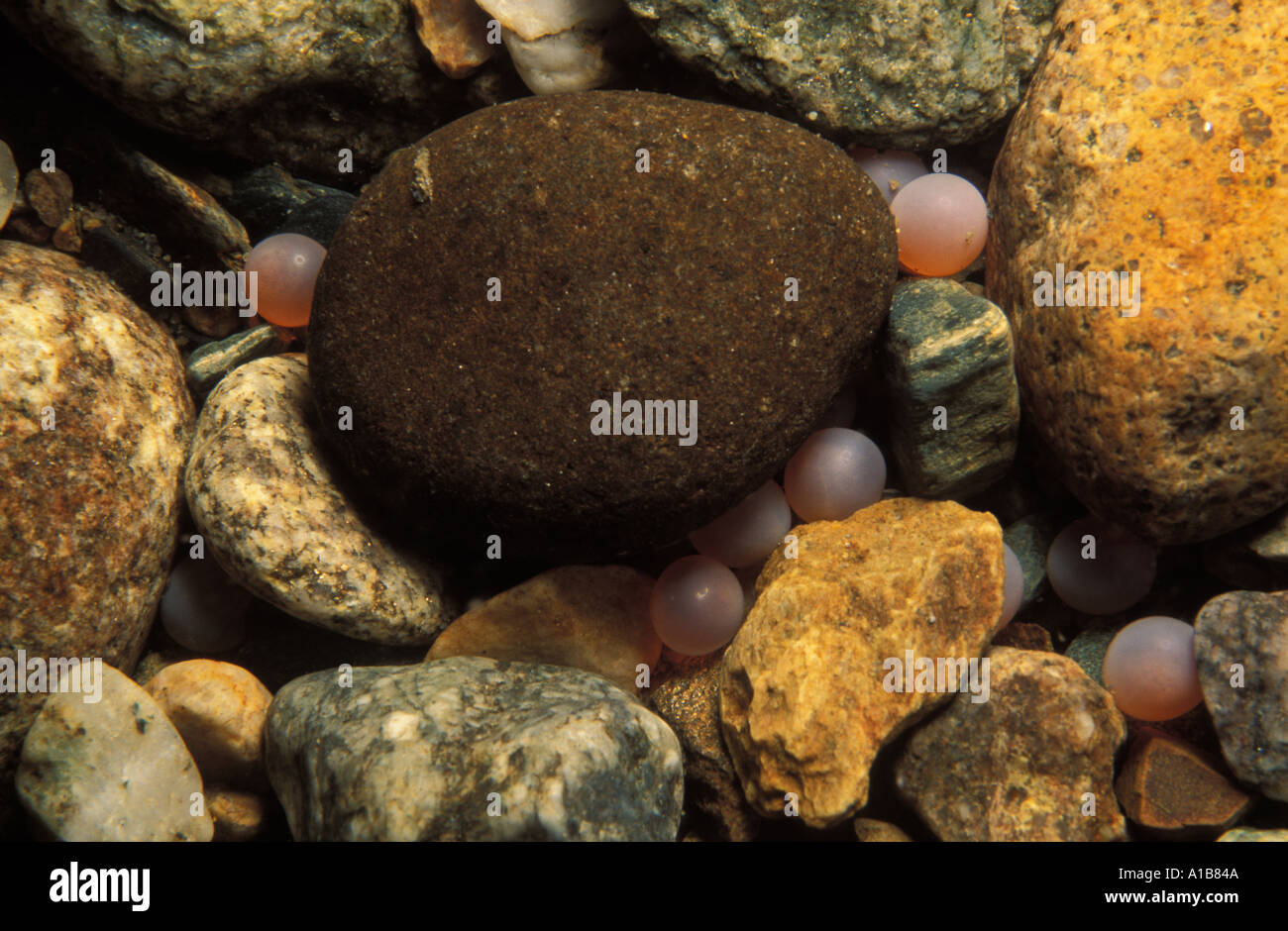 Fish eggs salmon underwater hires stock photography and images Alamy