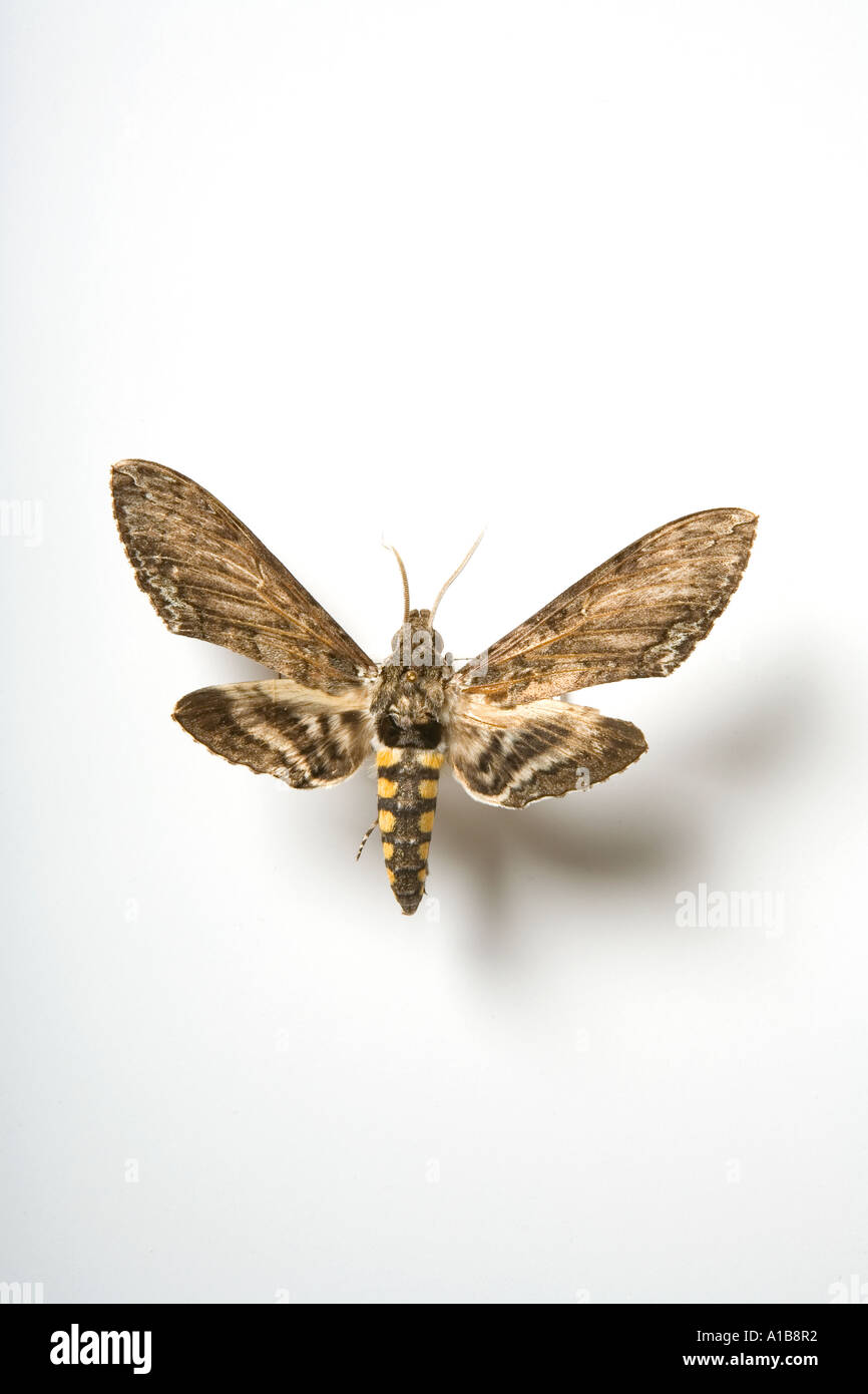 Close up macro photo of the Moth Manduca sexta Stock Photo