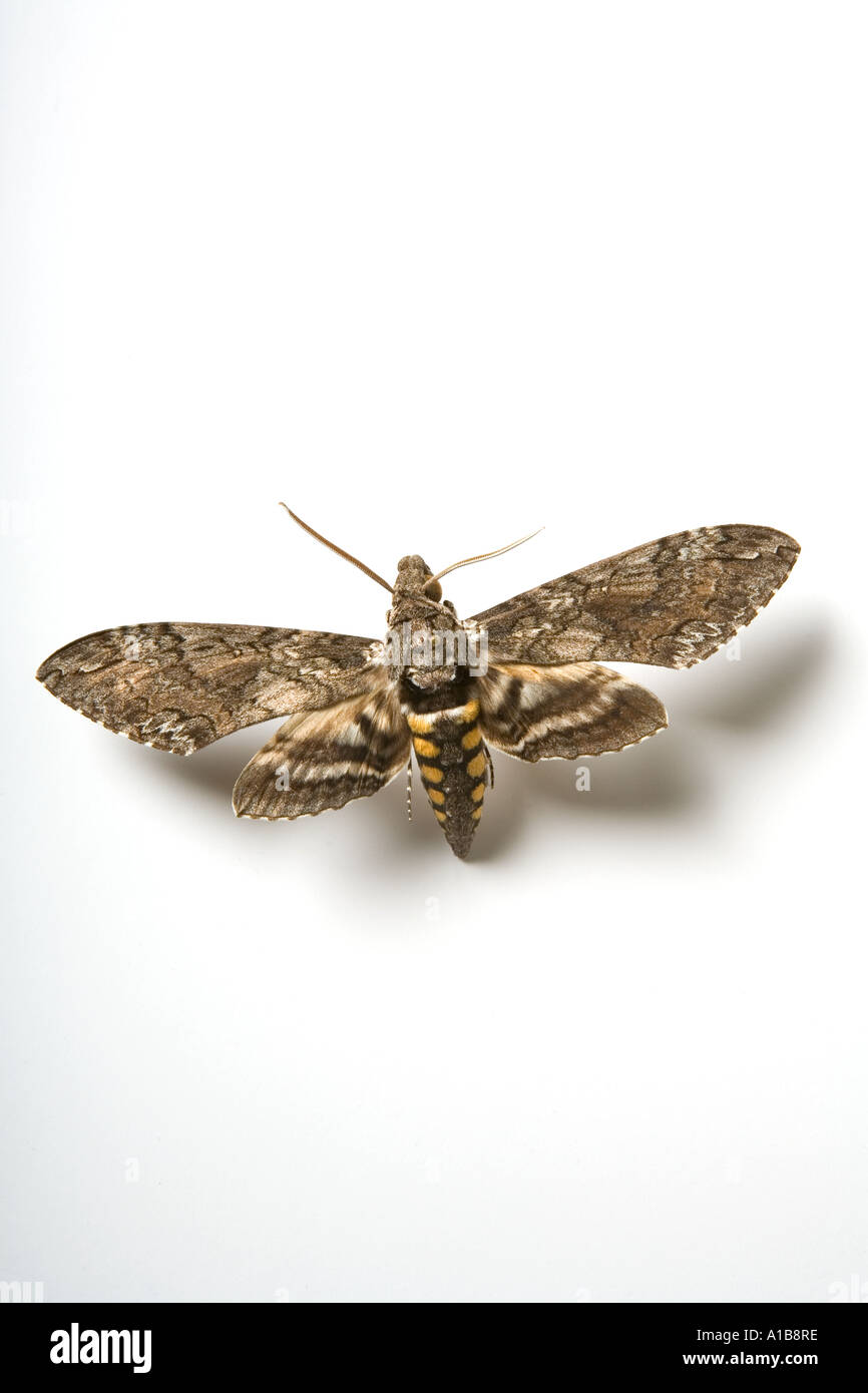 Close up macro photo of the Moth Manduca sexta Stock Photo