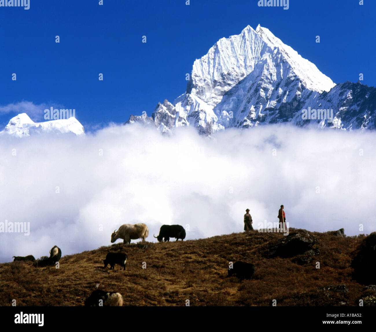 Farmers herding cattle with Mt Tramserku behind Everest Region Nepal ...