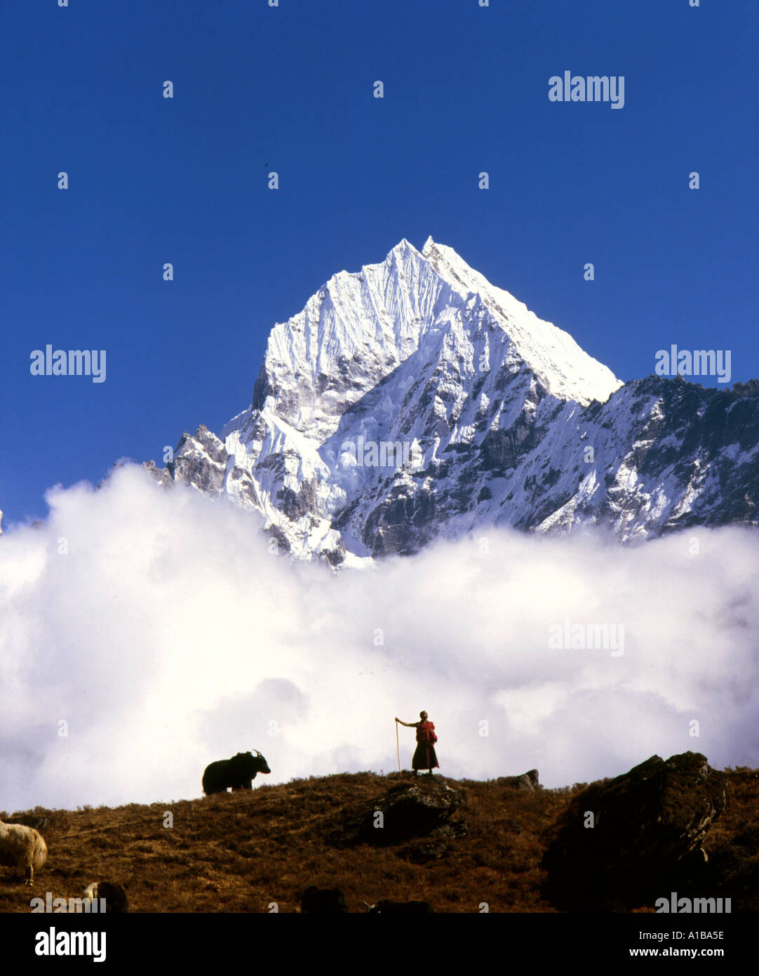 Farmer herding cattle with Mt Tramserku behind Everest Region Nepal ...
