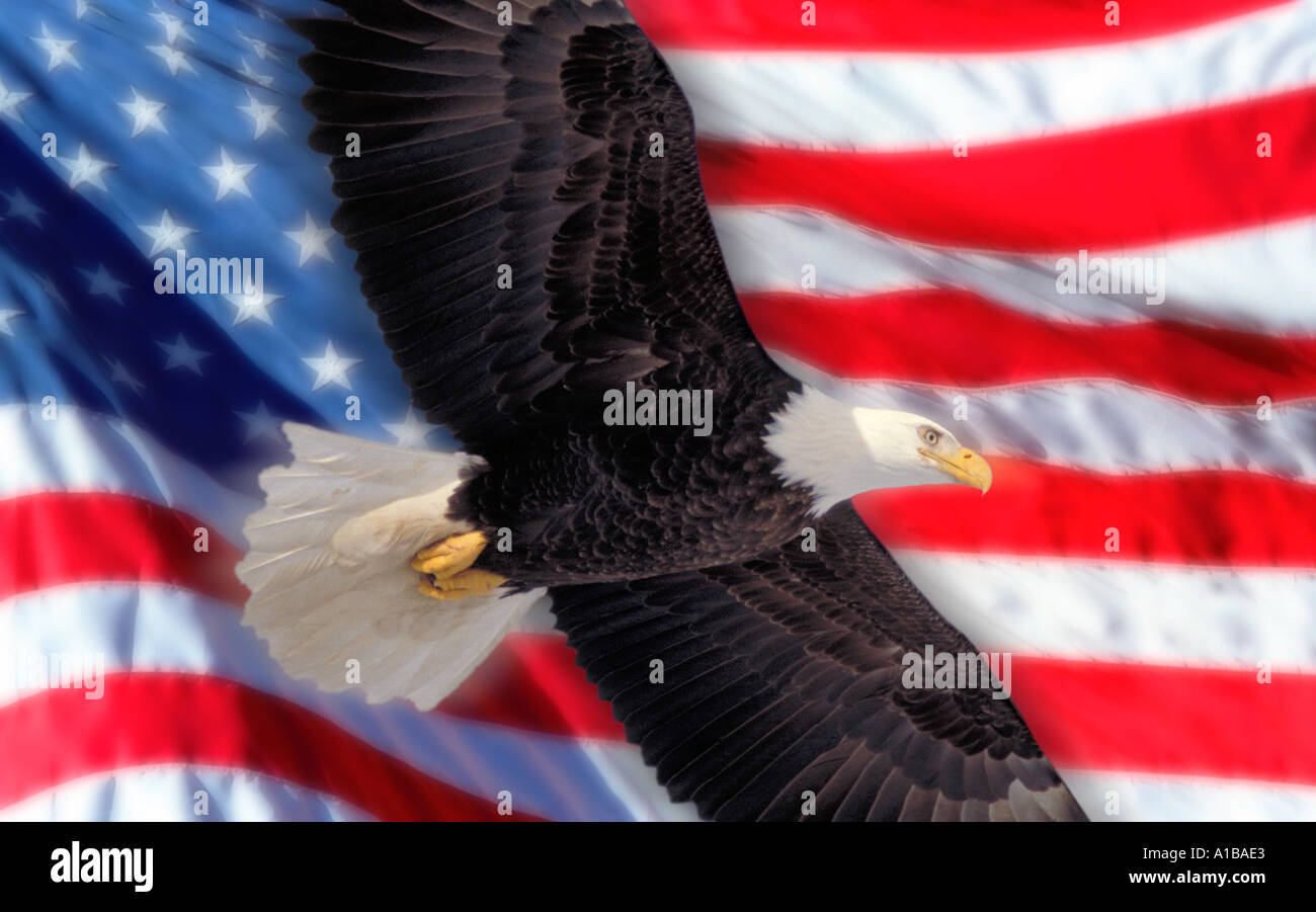 American Eagle Stock Photo
