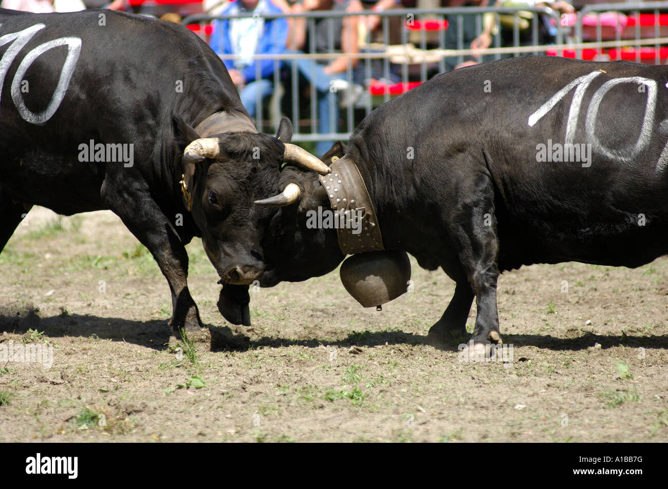 Combat of queens, Swiss cow fighting, Aproz, Valais, Switzerland Stock Photo