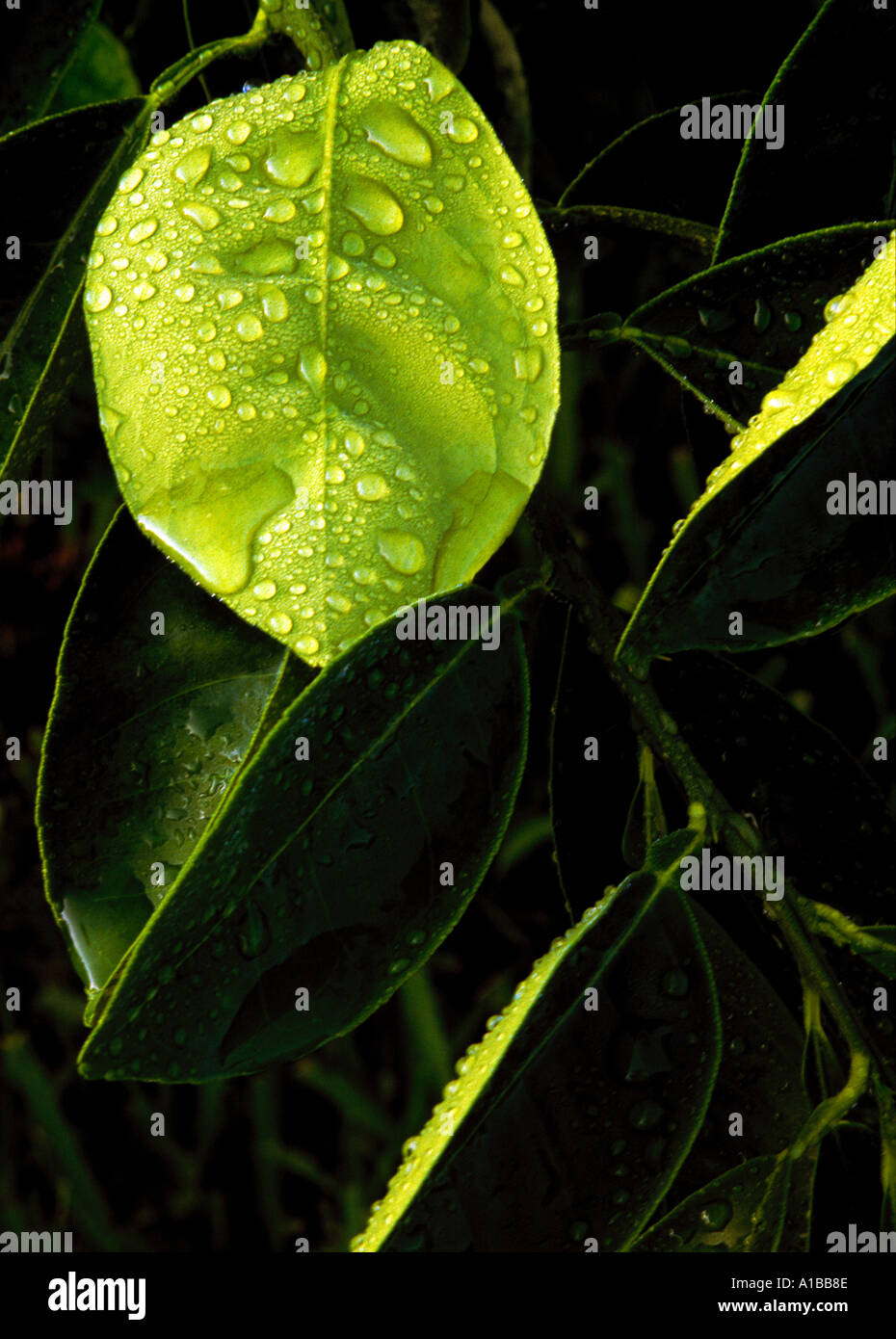 Leaves and Dew Stock Photo