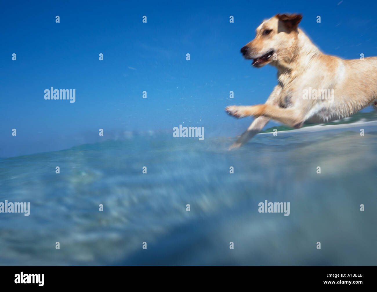 Lab jumping in water hires stock photography and images Alamy