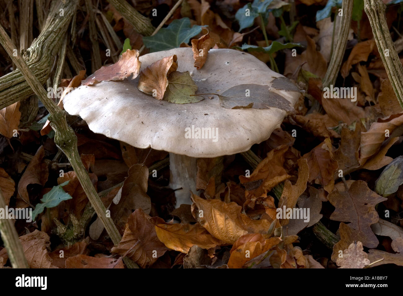 Mushroom amongst fallen leaves Stock Photo