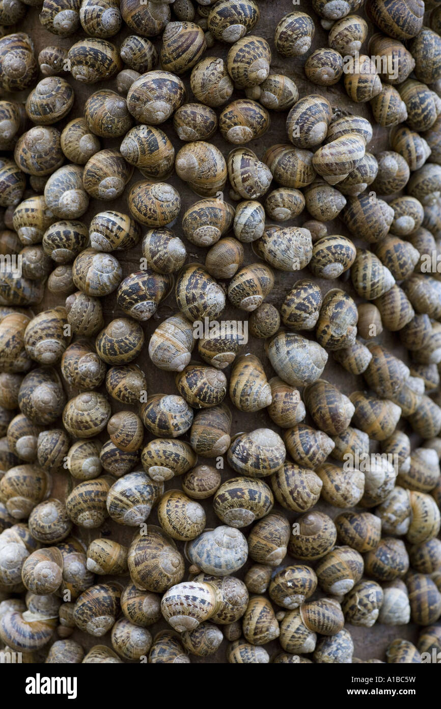 Snails Helix aspersa over wintering in a large group on a tree trunk North Norfolk Stock Photo