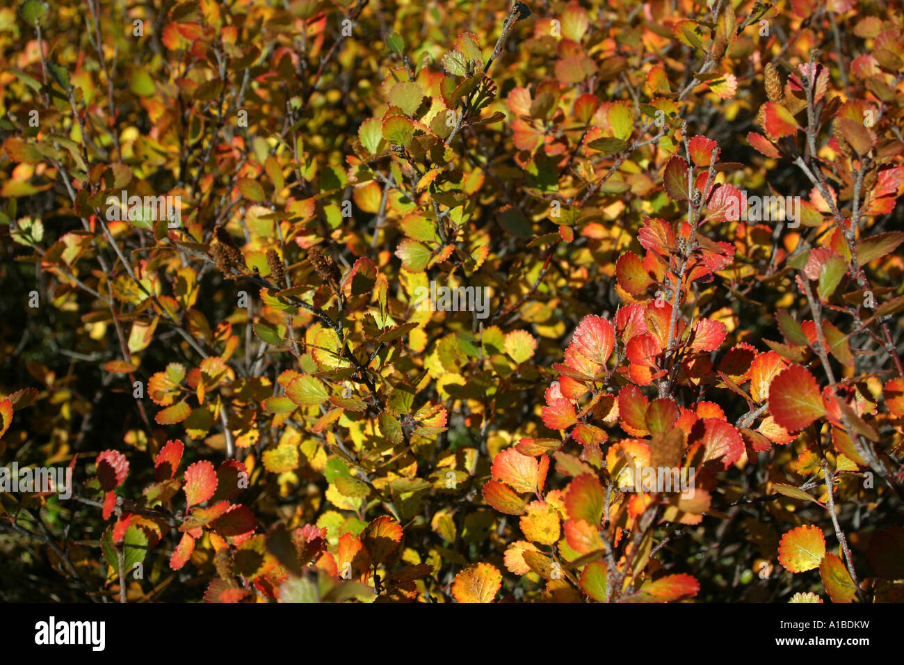 Colorful autumn leaves of tundra plants, Denali National Park, Alaska. Stock Photo