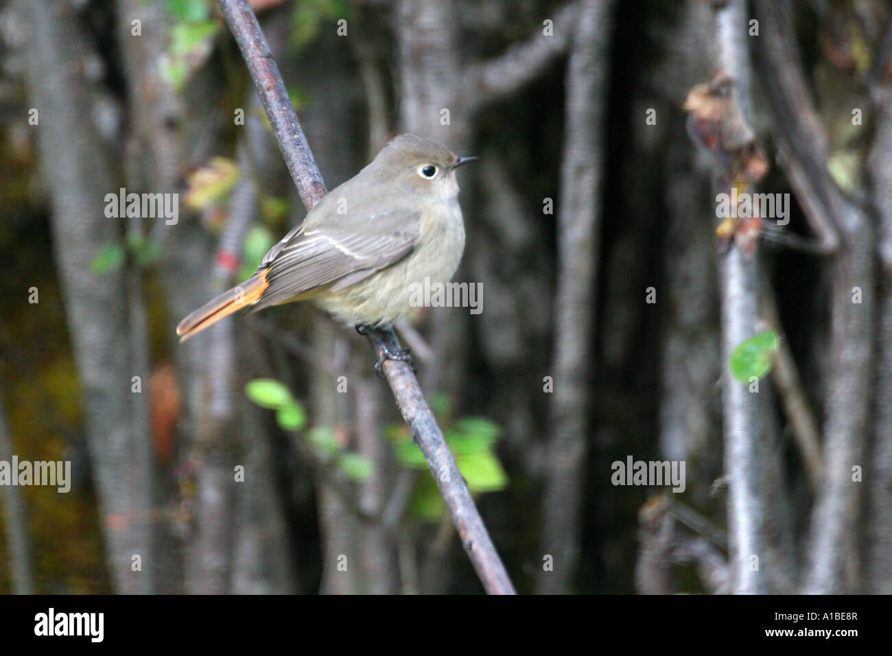 A female Hodgon's Redstart (Phoenicurus hodgsoni) perched in a tree in the Himalayas of Bhutan. Stock Photo