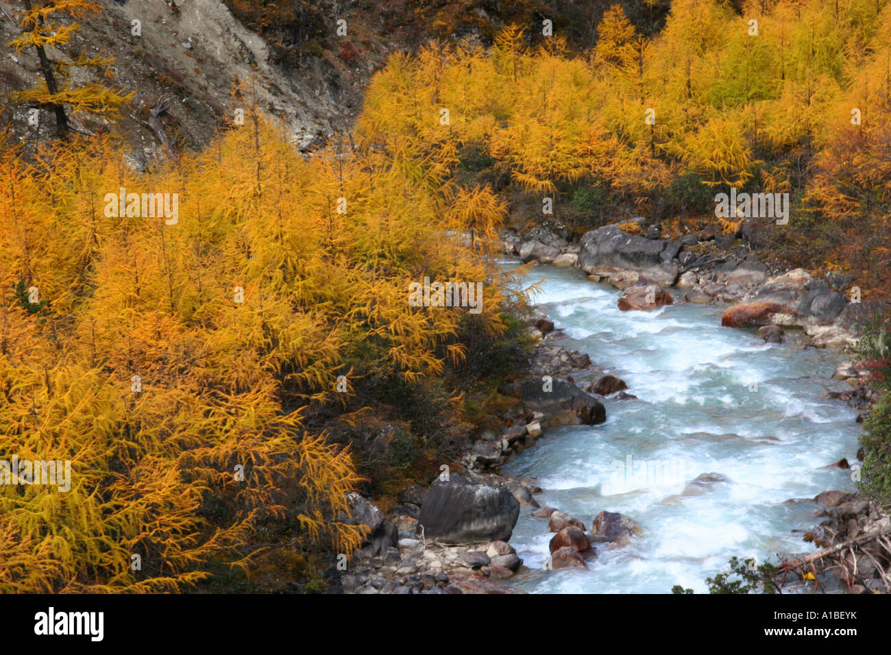 The river Paro Chuu rushes through a stand of tamaracks or larches (Larix griffithii) in Bhutan. Stock Photo