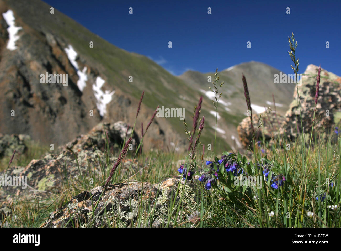 Wildflowers on an alpine ridge in the Rocky Mountains of Colorado, USA ...
