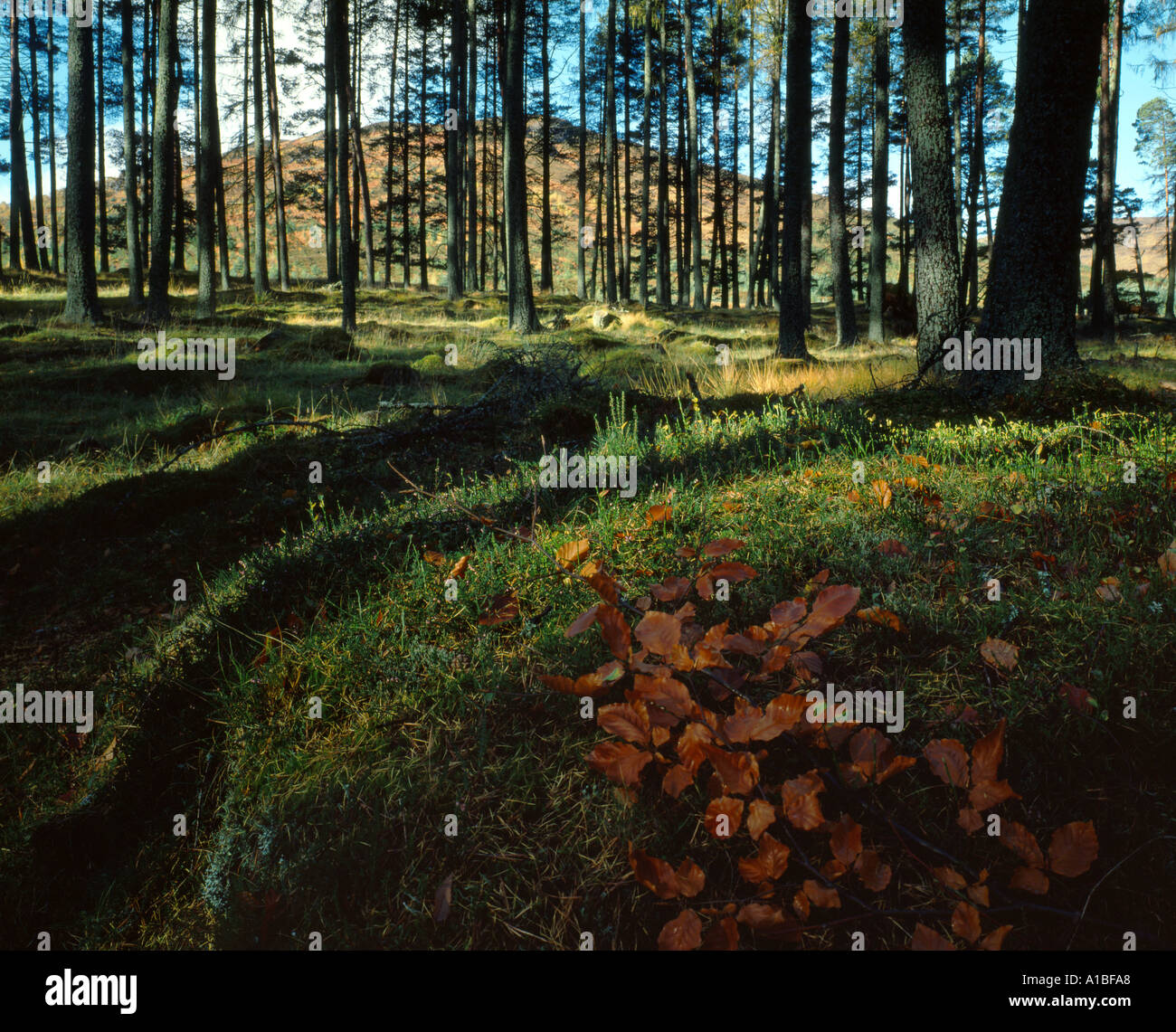 Forest floor Glen Lyon Perthshire Scotland Stock Photo Alamy