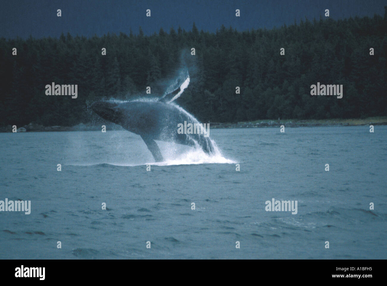 Alaska alaskan humpback whale breaching Stock Photo - Alamy