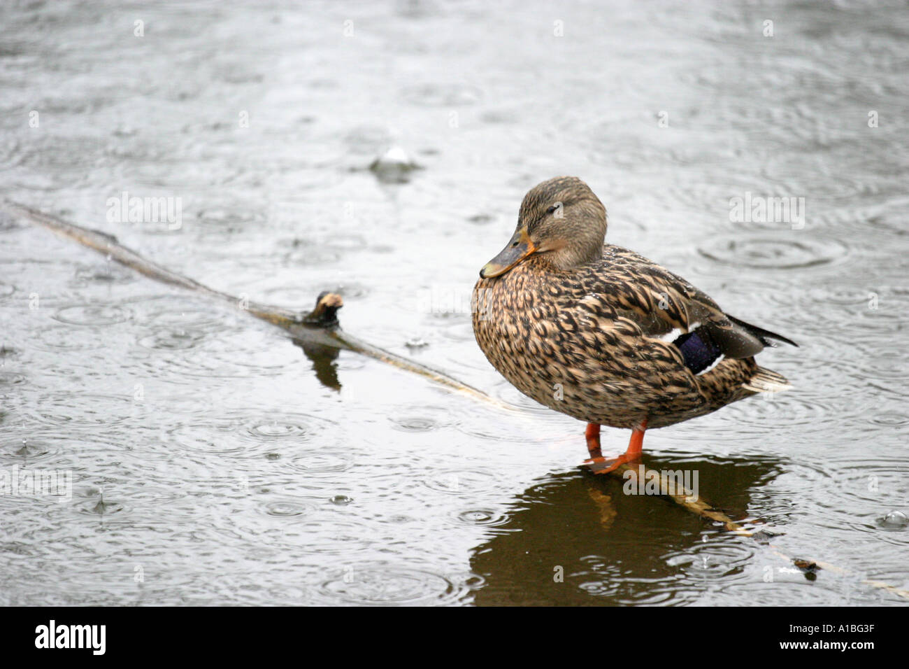 Female Mallard Duck resting on a submerged branch in heavy rain in a lake Stock Photo