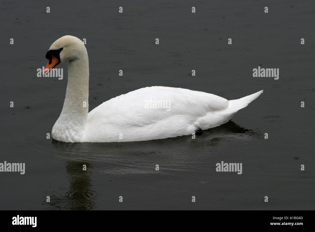 When It Rains It Swans >> Swan Swimming In Rain In Stock Photos Swan Swimming In Rain In When It Rains It Swans >> Swan Swimming In Rain In Stock Photos Swan Swimming In Rain In