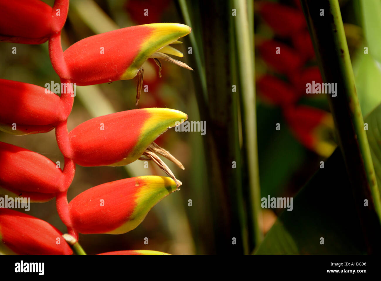 Flower on Sentosa Island Singapore Stock Photo Alamy