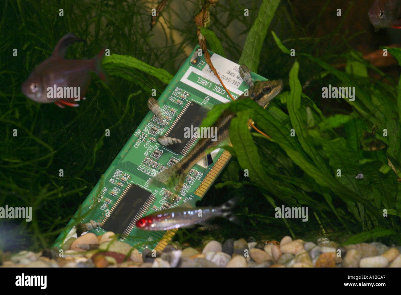 Printed circuit board submerged in tropical fish aquarium surrounded by fish Stock Photo