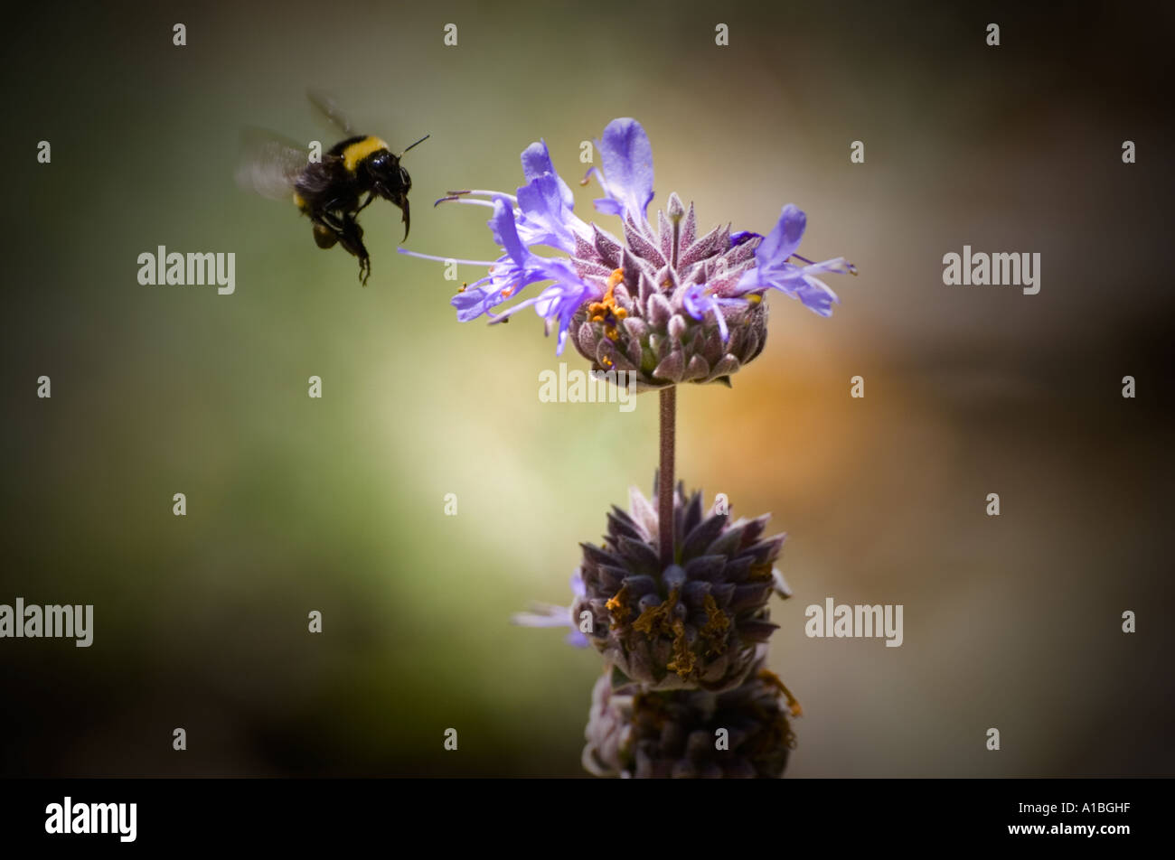 bumble bee Stock Photo