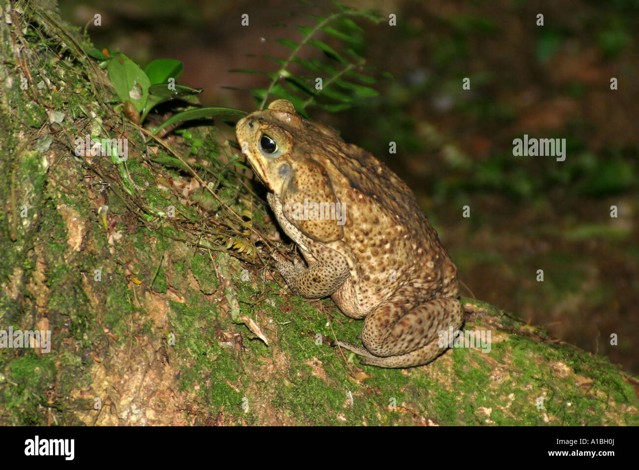 A Cane Toad or Marine Toad (Bufo marinus) sits on the side of a tree in the tropical rainforest