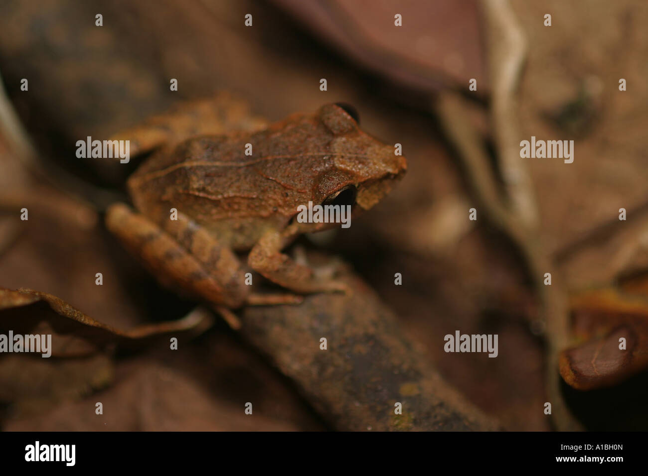 A nocturnal frog sits in the leaf litter on the floor of the tropical rain forest in the Sierra de Los Tuxtlas, Veracruz, Mexico Stock Photo