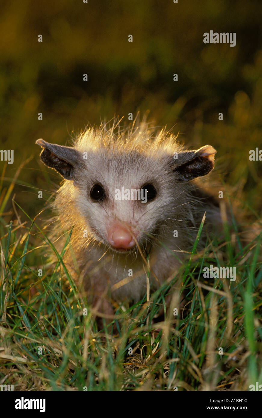 Young baby opossum in halo of late afternoon light standing in grass of