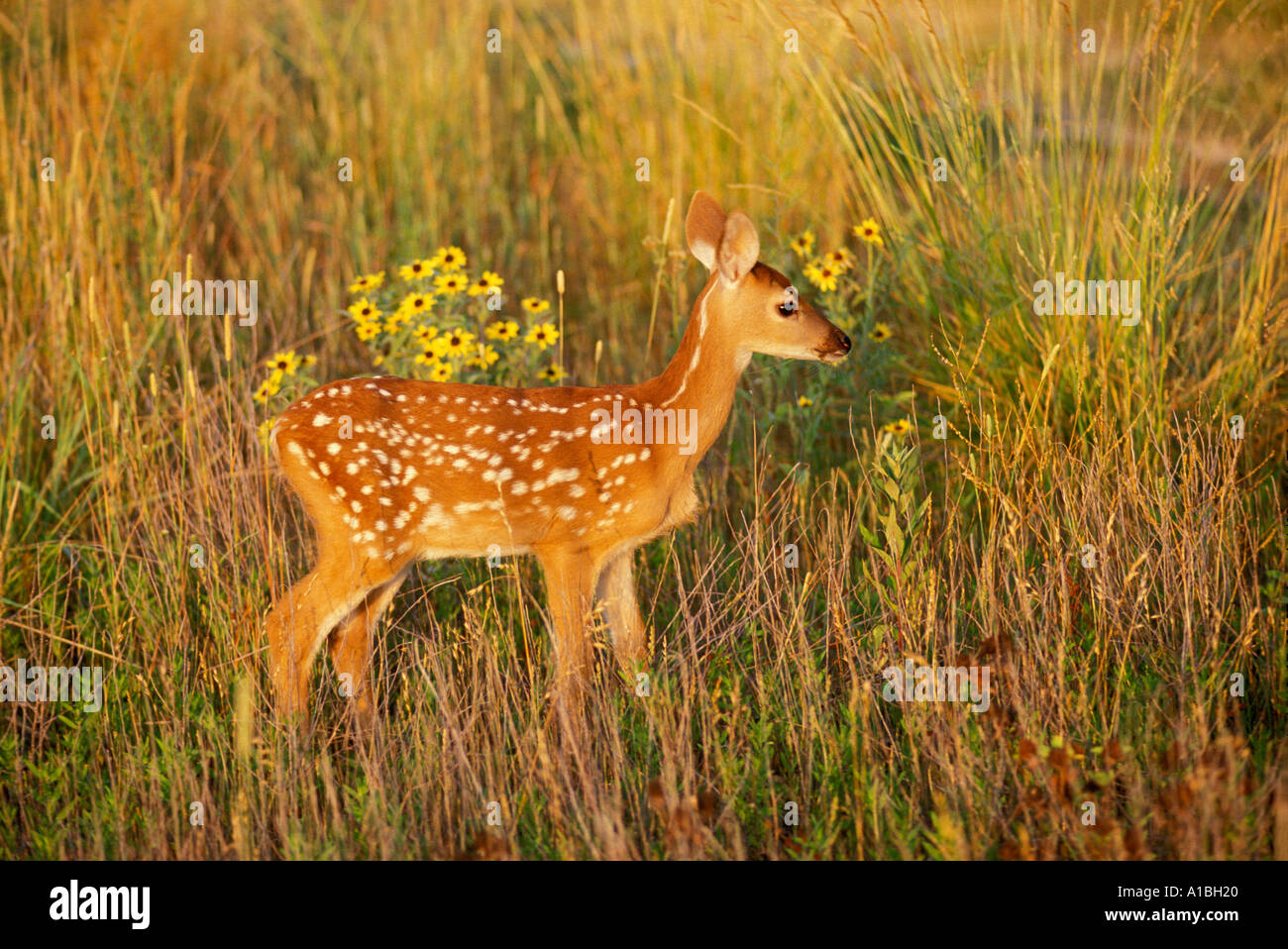 Whitetail fawn (Ododcolleus virginianus) stands in tall weeds in early morning light, Missouri USA Stock Photo
