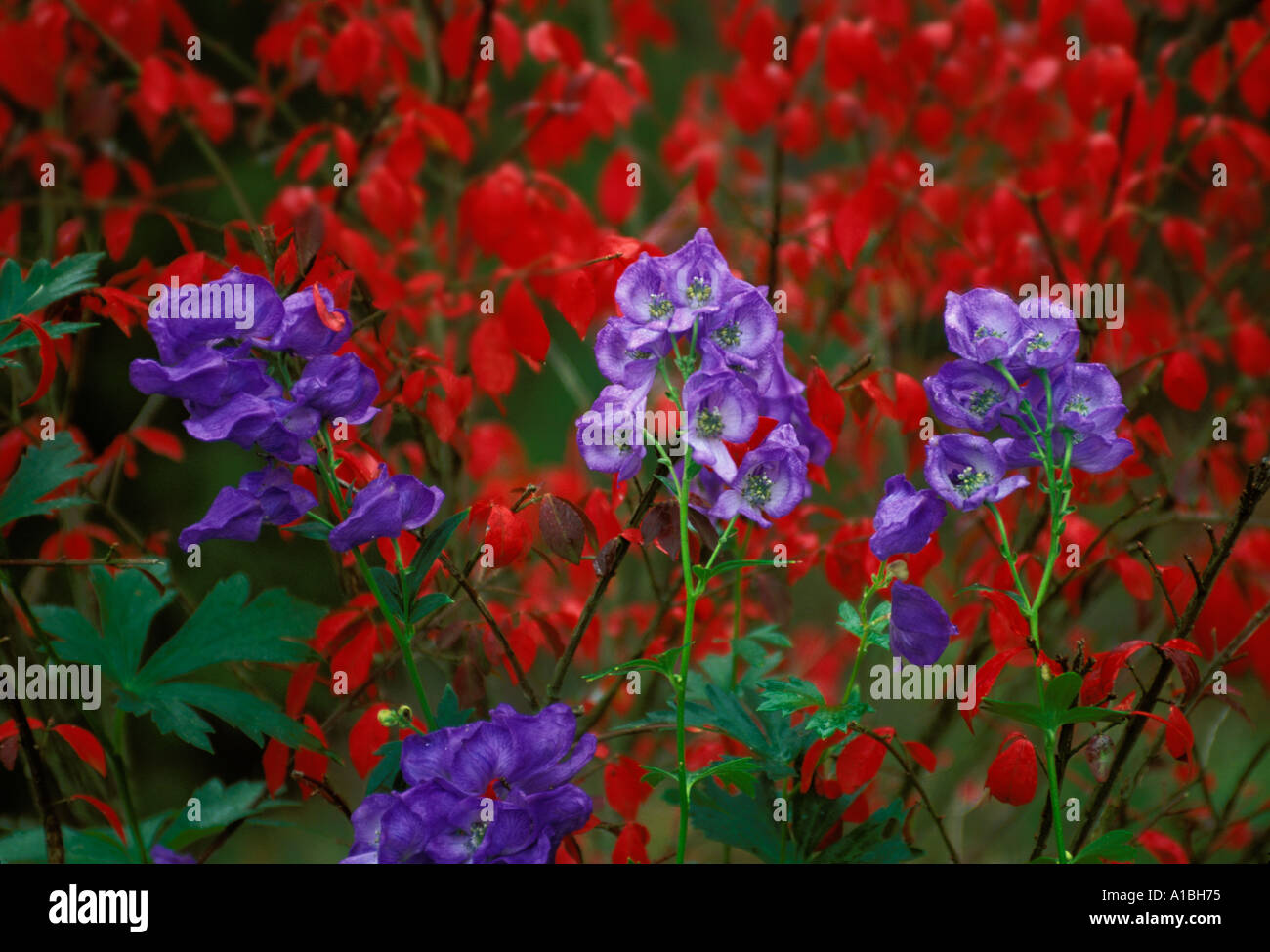 Carmichael's Monkshood blooms in front of red fall-colored Winged Spindle, Missouri USA Stock Photo