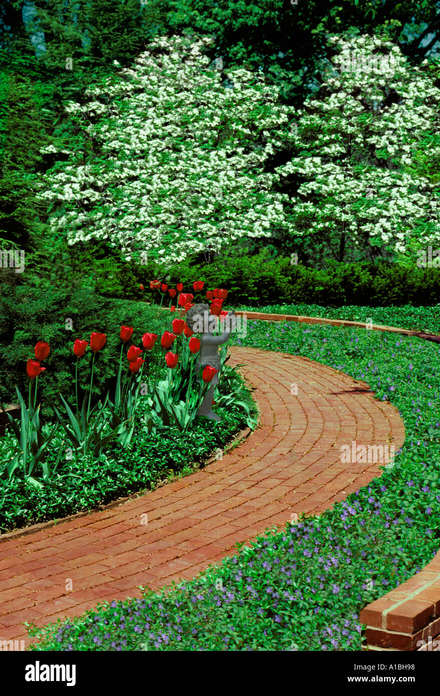 Formal garden with curving brick walk through blooming ground cover, red tulips, and dogwood trees Stock Photo
