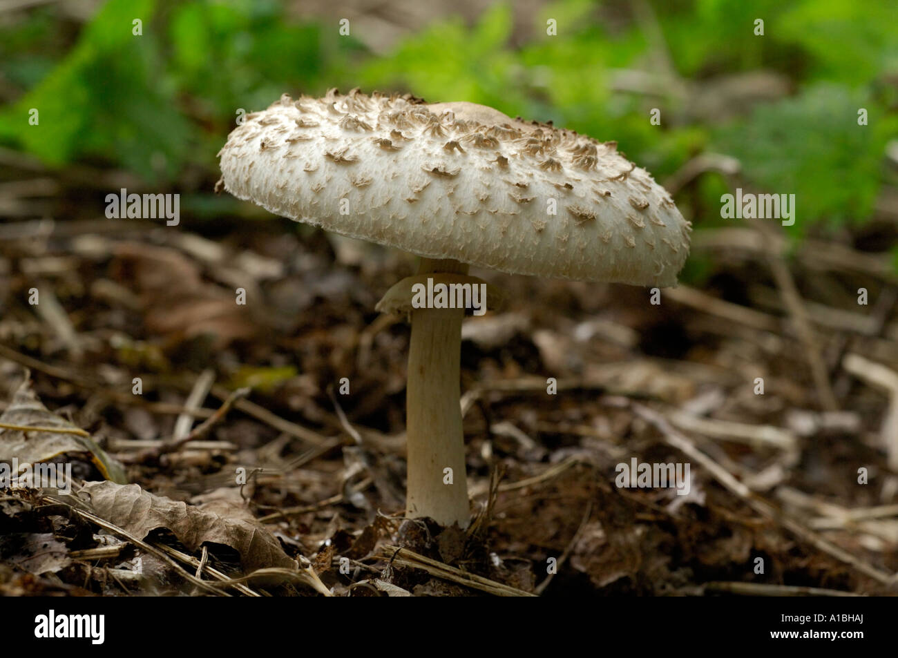 Parasol fungus in woodland Stock Photo