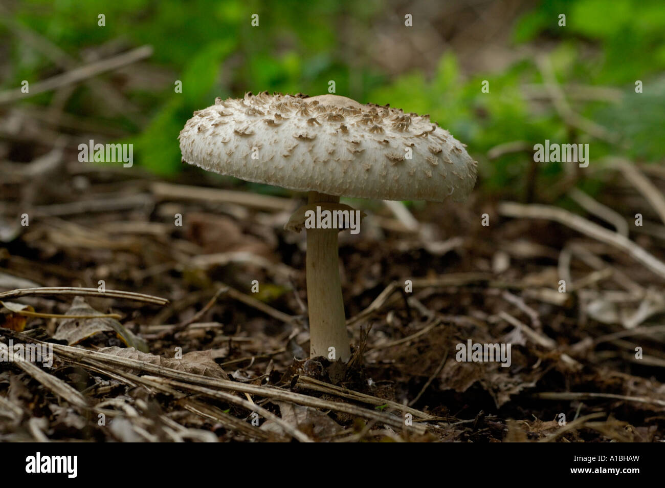 Portrait of Parasol fungus in woodland Stock Photo