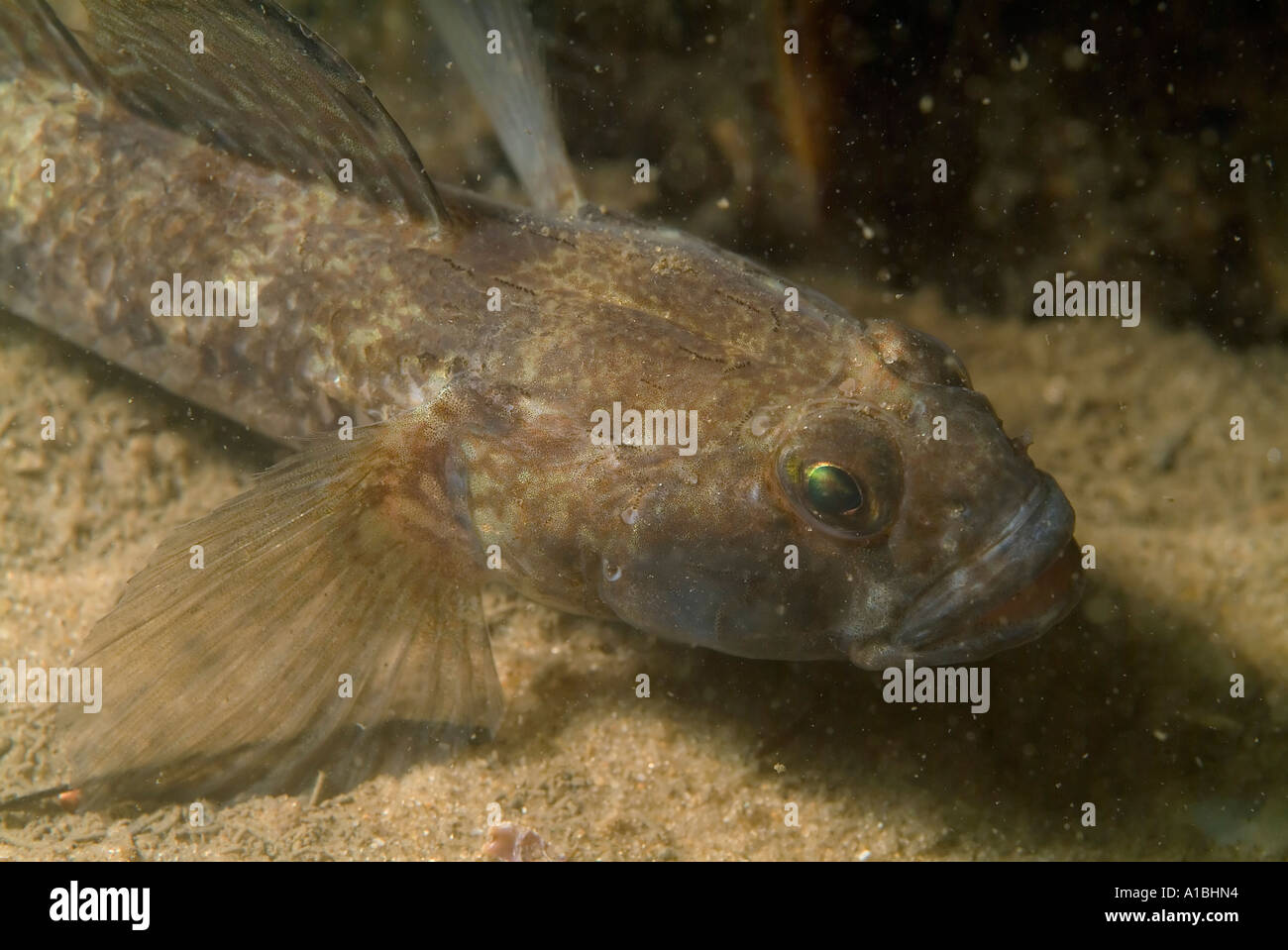Close Up Of A Gobius Niger Black Goby Stock Photo
