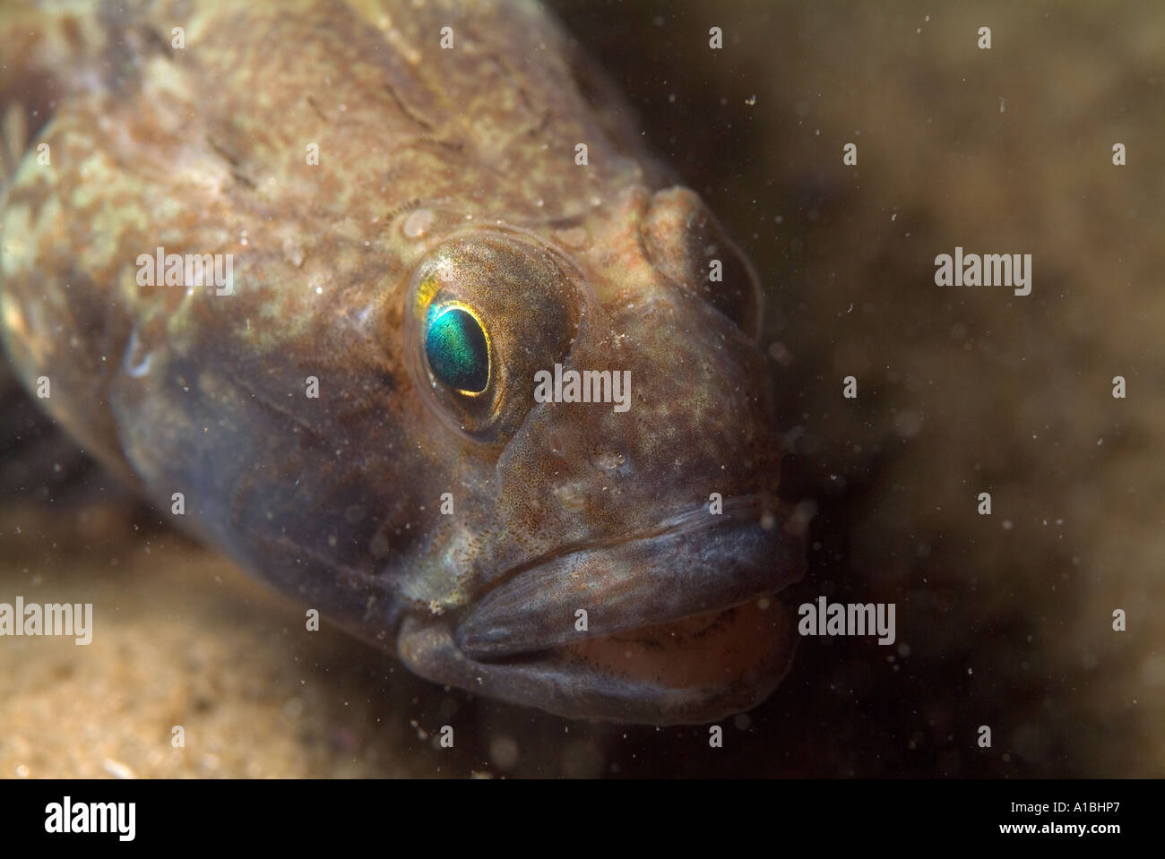 Black Goby (Gobius niger) with bright blue eyes. Stock Photo