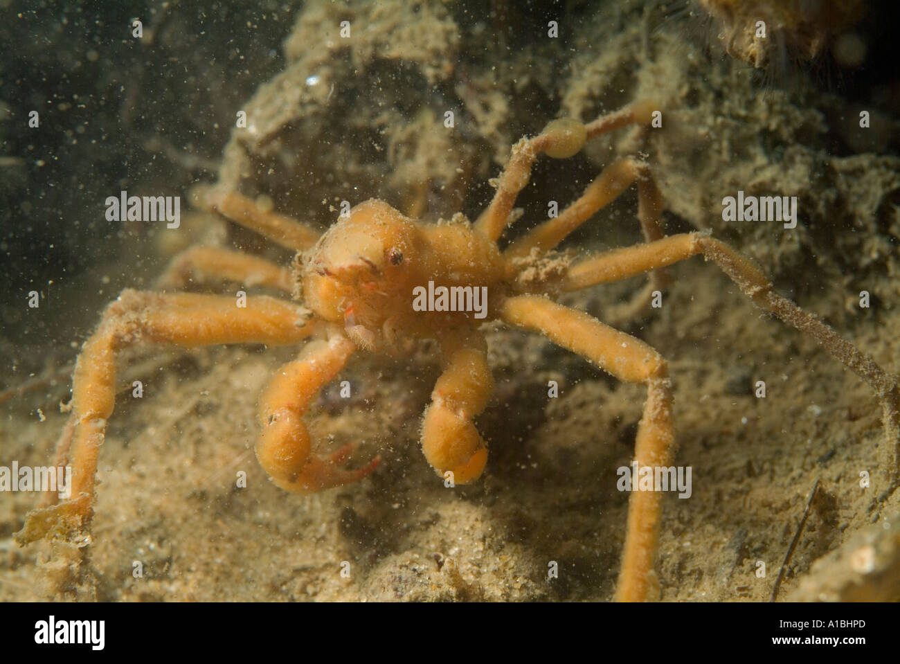 Scorpion spider crabs hires stock photography and images Alamy
