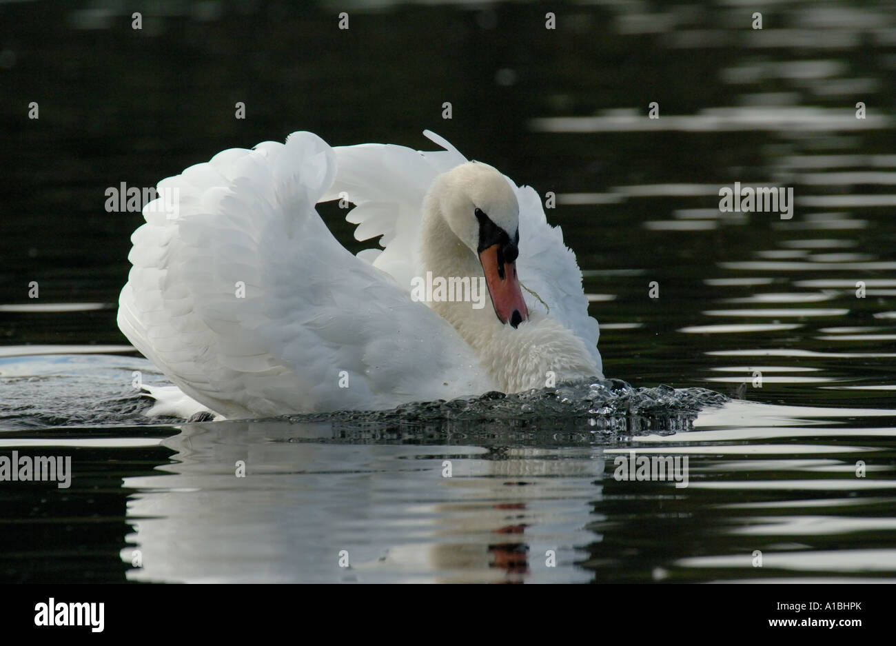 Mute swan in territorial posture Stock Photo Alamy
